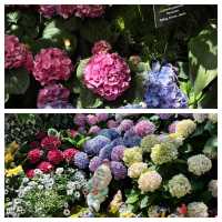 芝加哥的寶藏：林肯動植物園。