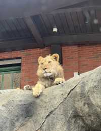 美國芝加哥｜林肯動物園。