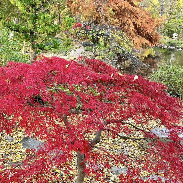 Autumn Beauty Lives in leaves