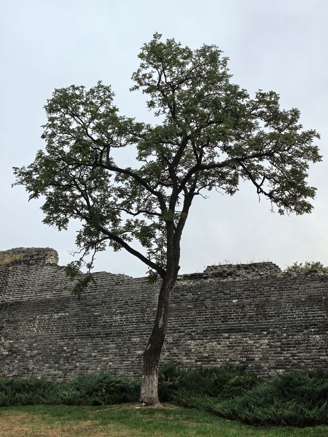 秋天裡的北京明城牆遺址公園。