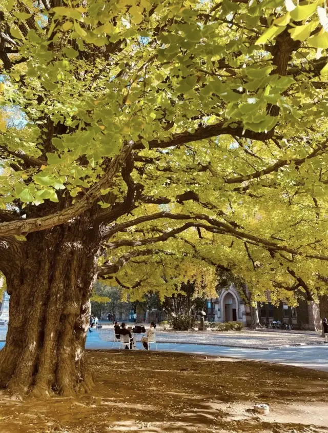 Ginkgo Season at the University of Tokyo