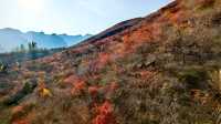 紅葉染盡「坡峰嶺」。