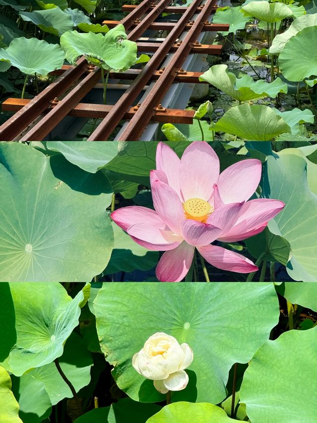 山東被嚴重低估的藝術小鎮，好玩又冷門。