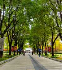 文化廣場除了看劇,還有銀杏。