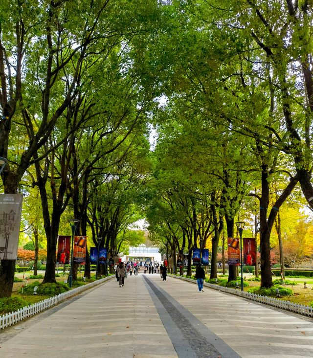 文化廣場除了看劇,還有銀杏。 文化廣場除了看劇,還有銀杏。