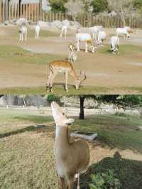 迪拜野生動物園打卡（附詳細攻略）。