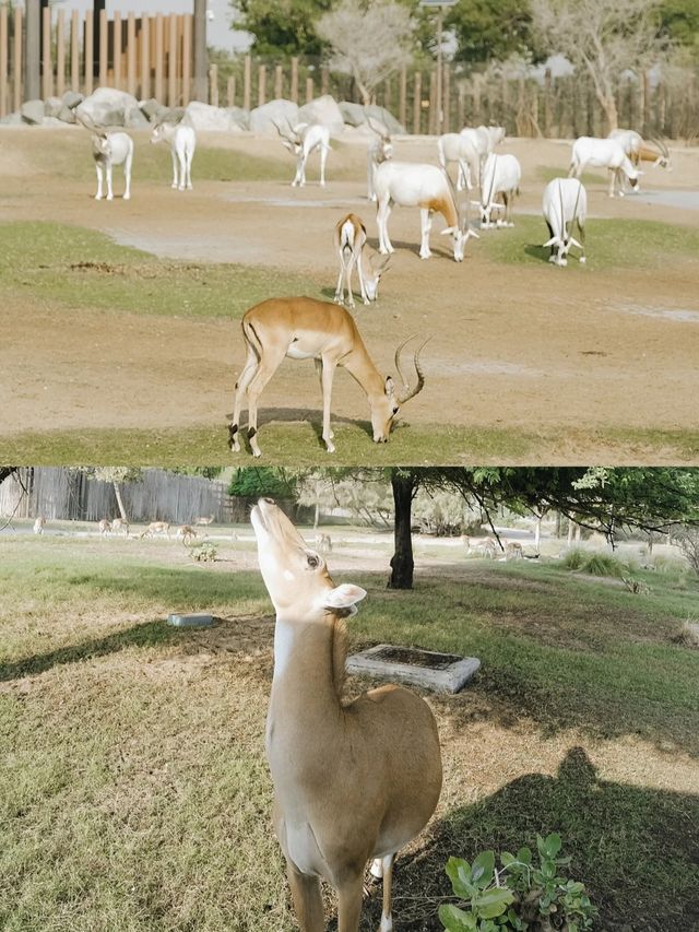 迪拜野生動物園打卡（附詳細攻略）。
