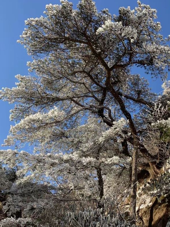 黃山：上帝的盆景。