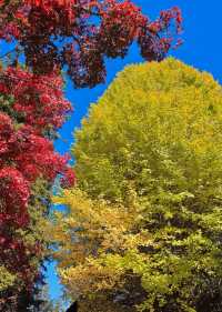 日本長野長圓寺 血紅的楓美極了。