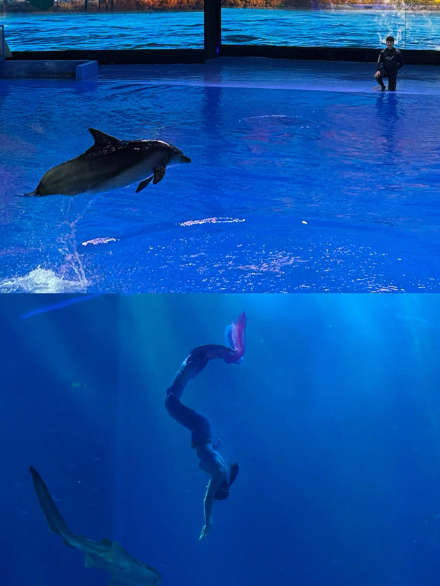 周末遛娃 | 深圳小梅沙海洋世界。