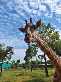 平南雄森動物園｜桂東南的動物王國