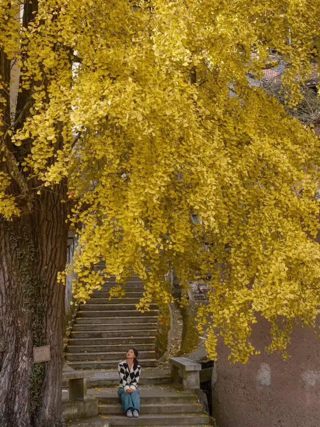 Centuries-old Ginkgo Trees