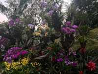 廣州白雲｜雲蘿植物園