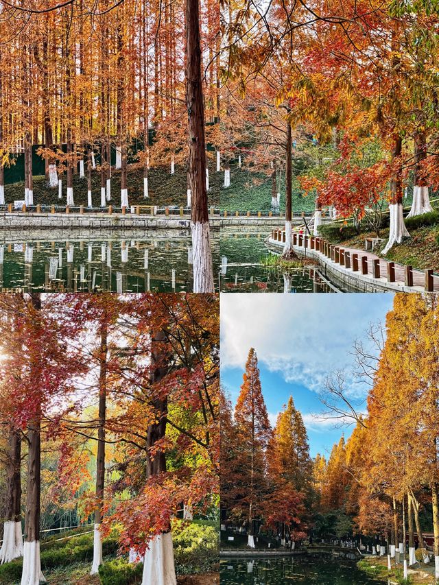 青島植物園！秋日限定美景~趕緊來撿秋啦！