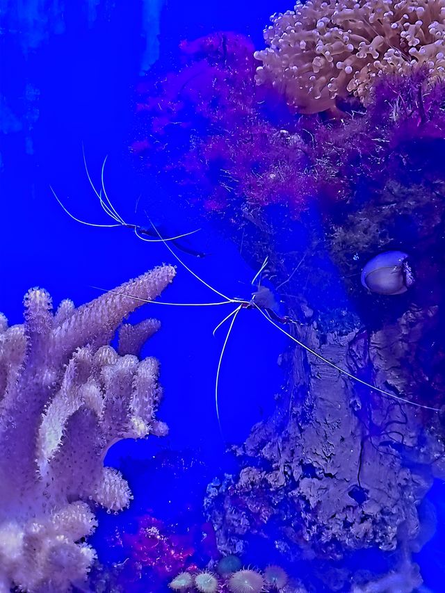 舟山版亞特蘭蒂斯 與動物親密互動