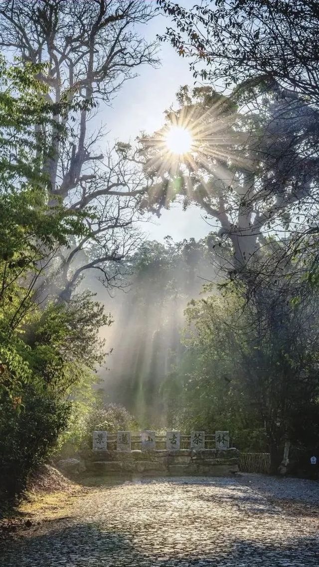 景邁山人少又安逸