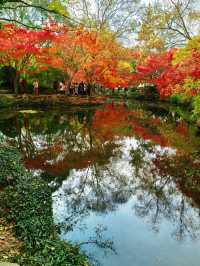 銀杏進入尾聲，秋霞圃的紅葉正當時