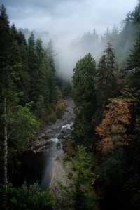 Capilano Suspension Bridge Park: A Must-Visit in Rainy Weather