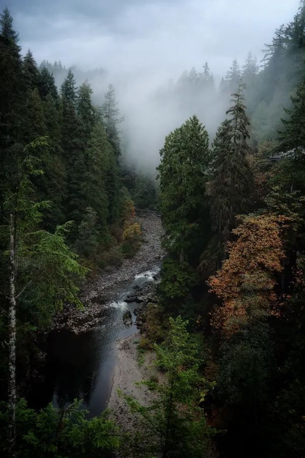 Capilano Suspension Bridge Park: A Must-Visit in Rainy Weather