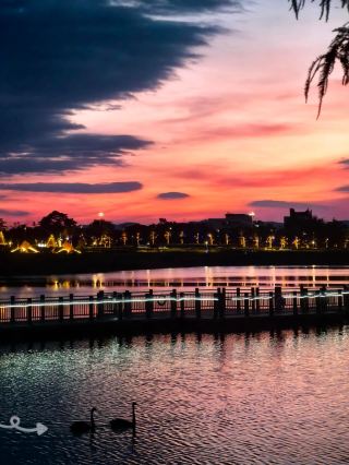 The black swans at Puning Xinghe Mingzhuwan are stunning against the sunset!