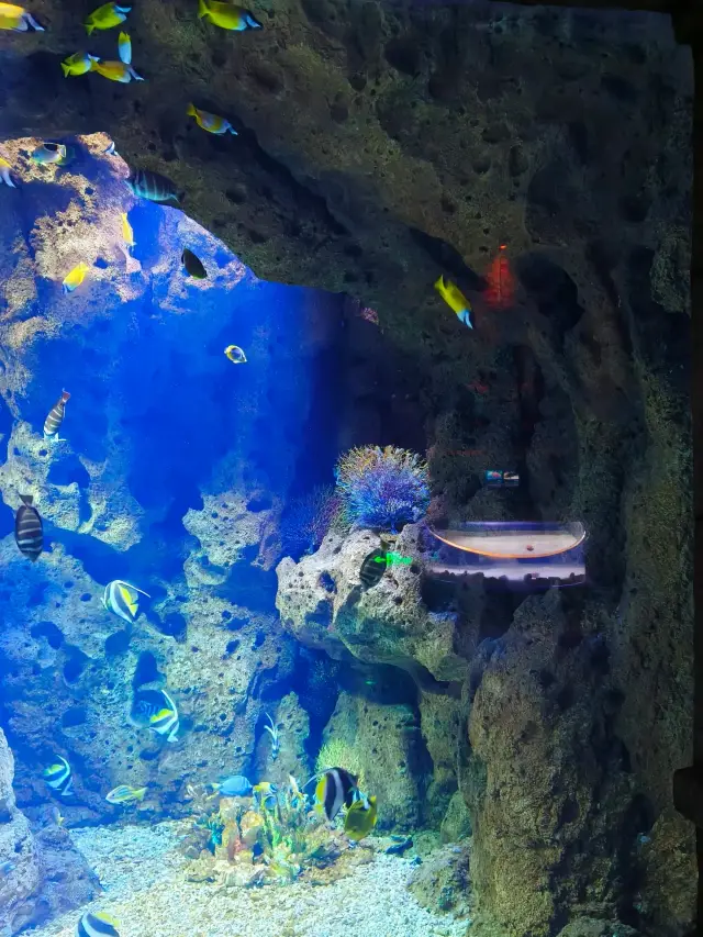 Poseidon Undersea World | Deep Sea Wonders