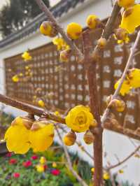小眾公園有臘梅展