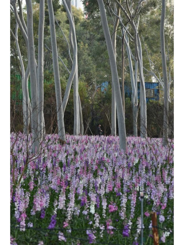 記憶中的忠綸公園花海，真的從來就沒輸過！