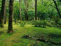 Yak Meadow: The True Tranquility, Feeling of Nirvana State