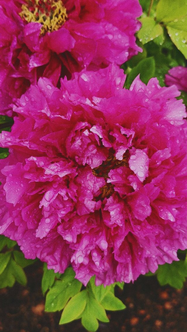 《雨中的嬌艷：廣州華南植物園的牡丹》