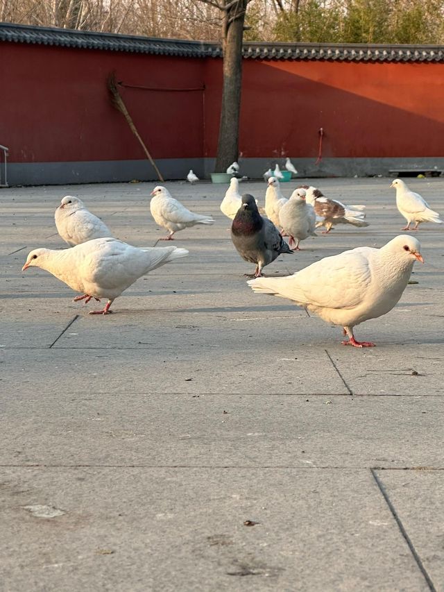 南海禪寺亞洲最大的佛寺