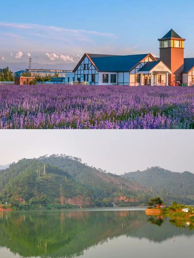 走進廣西忻城的紫色花海——薰衣草莊！