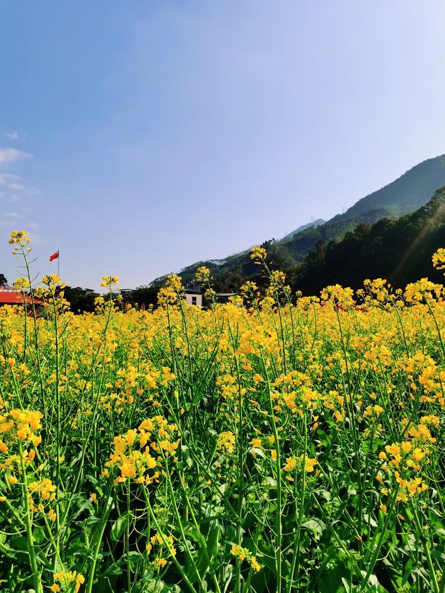 福州賞油菜花觀賞攻略