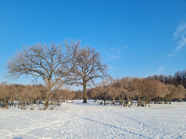 聖彼得堡的雪