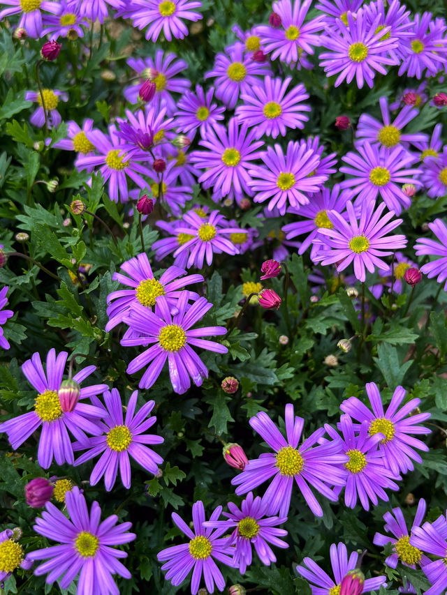 🌷 深圳的花之仙境 - 仙湖植物園的鬱金香 🌷