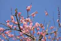 桂林西山公園的臘梅開啦 