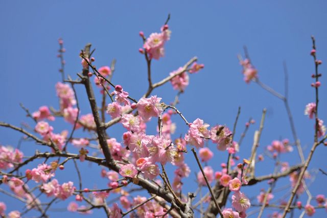 桂林西山公園的臘梅開啦 