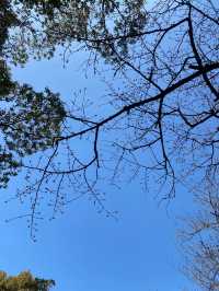 深入日本森林 探索自然的氣息
