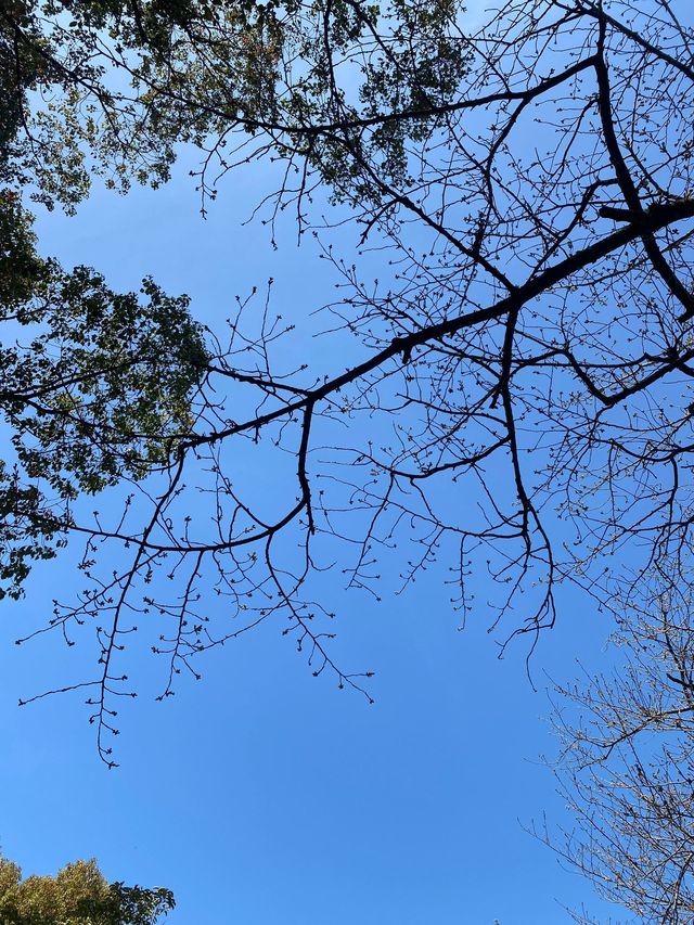 深入日本森林 探索自然的氣息