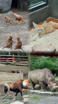 北京動物園半日遊必看動物