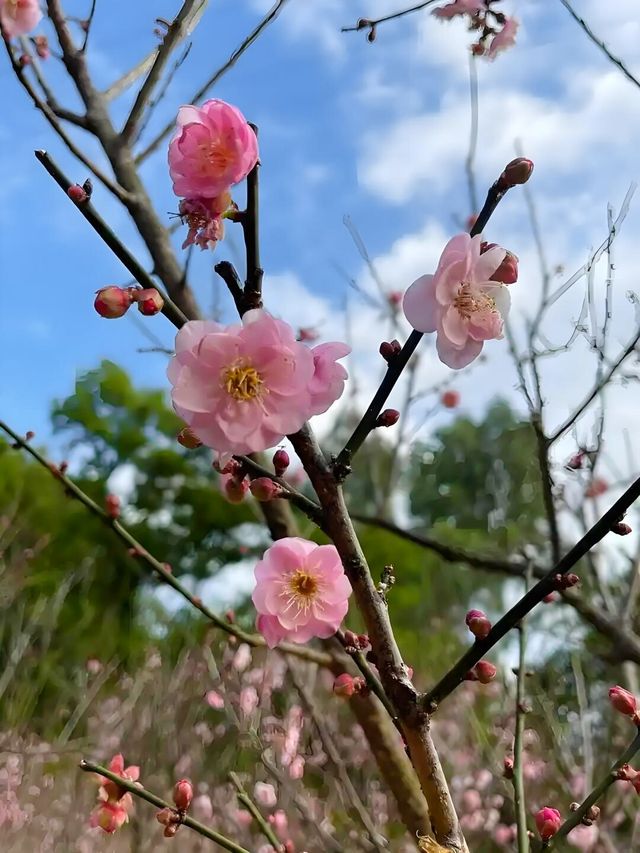 旅遊還是離不開深圳美麗呀 