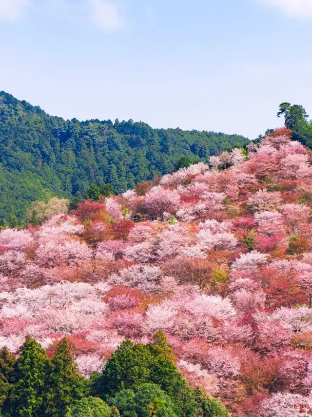Reject the tourist traps and discover your own cherry blossom map!