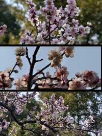 上海賞梅遊記·世紀公園梅花盛放中🌸