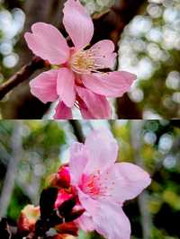 深圳賞櫻一日遊‖打卡避坑攻略