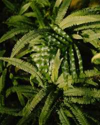 瑞典隆德植物園：在綠意盎然的自然中，放鬆心靈 