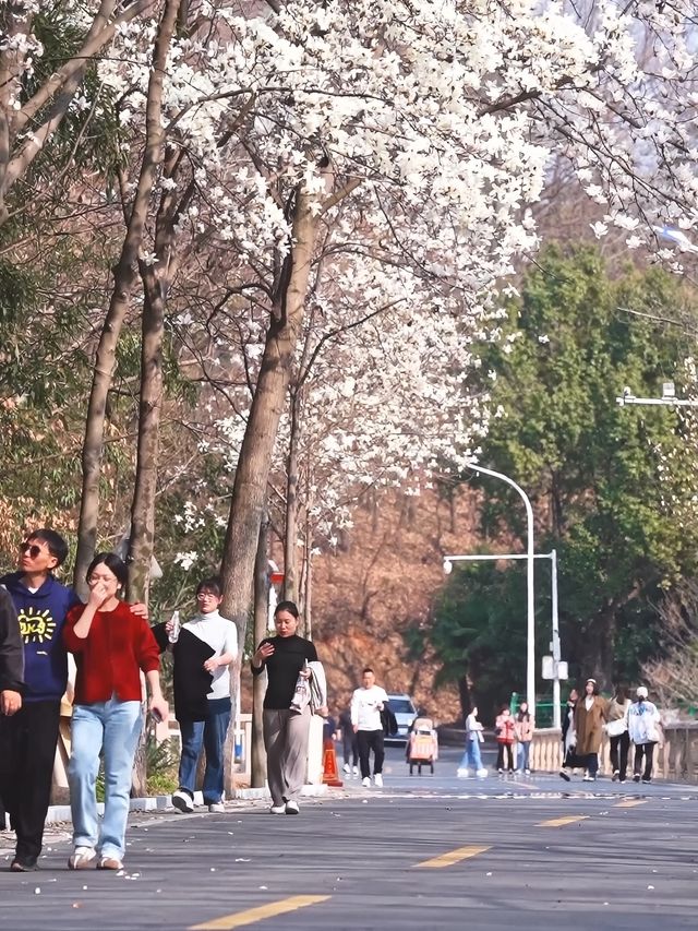 花開滿城，信陽市區賞花攻略來咯！