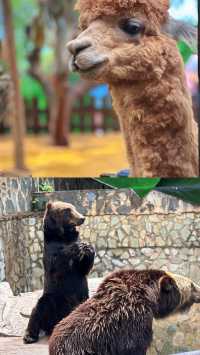 去動物園一定要這樣拍！