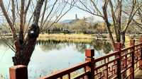 3月初的北塢公園，準備迎春了！