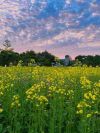 🌼深圳觀瀾版畫村油菜花海🌼