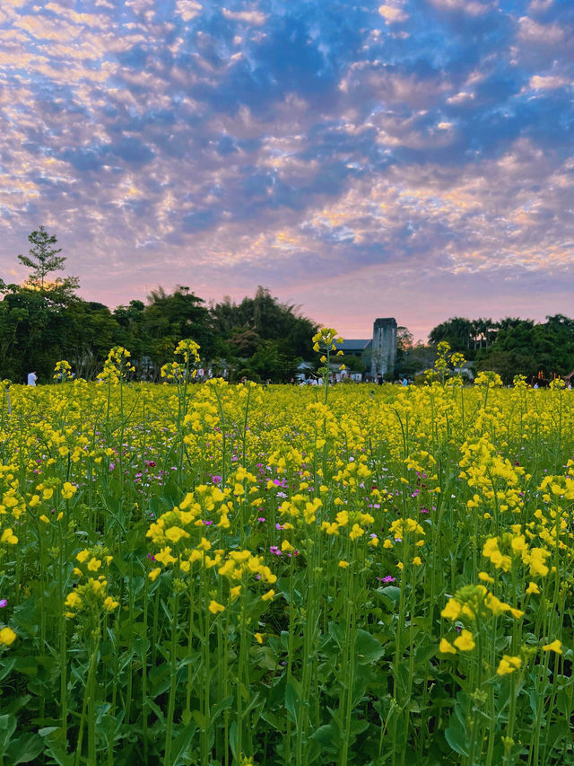 🌼深圳觀瀾版畫村油菜花海🌼