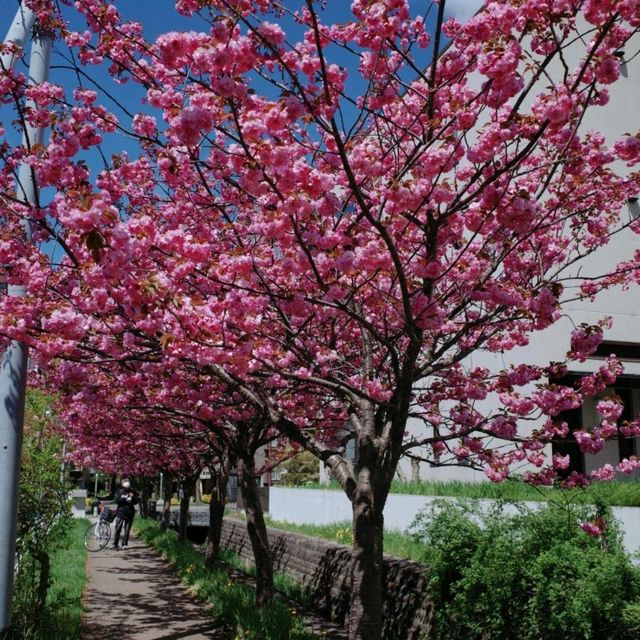 🌸【札幌櫻花夢境】🌸